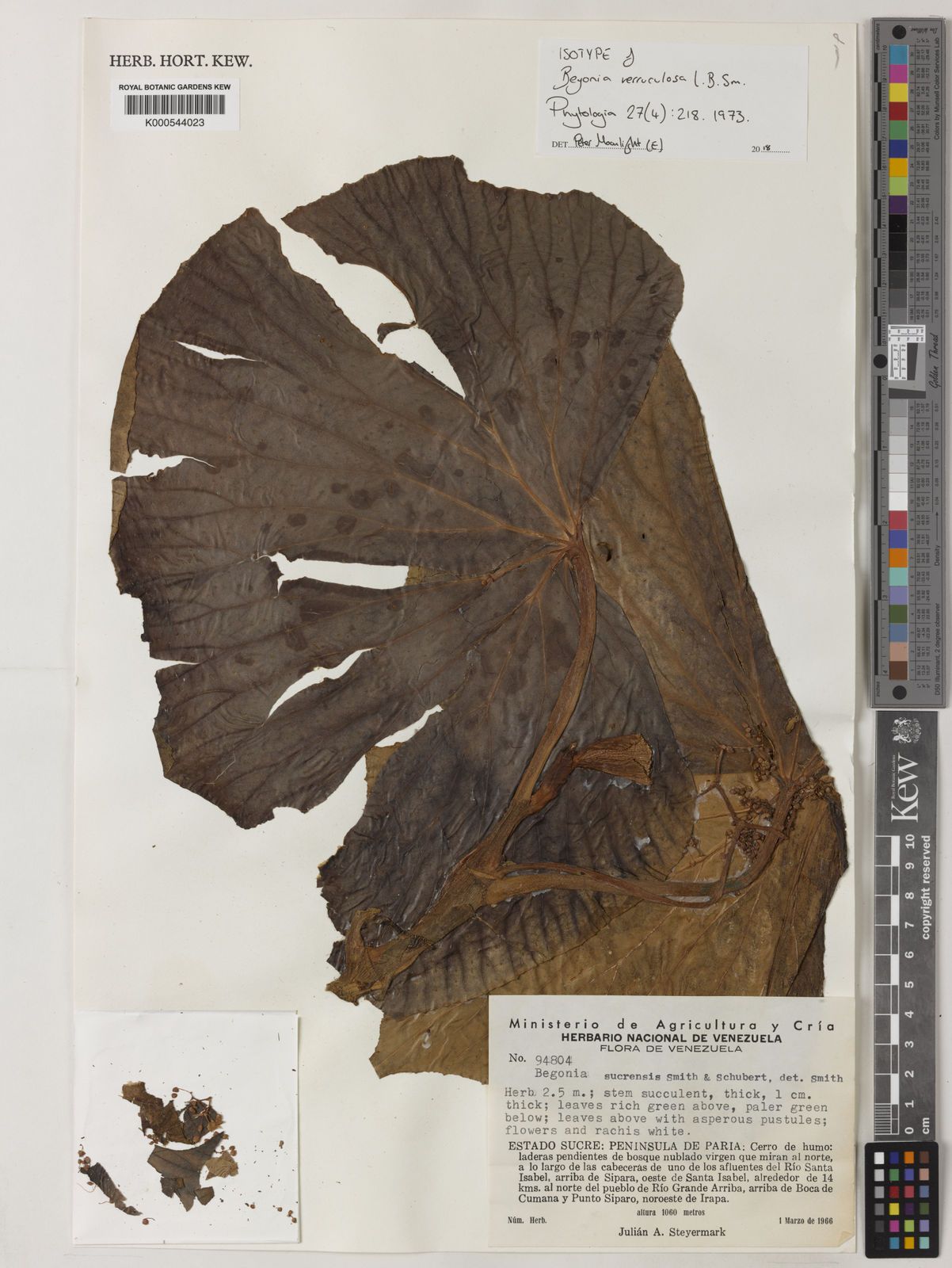 B. verruculosa