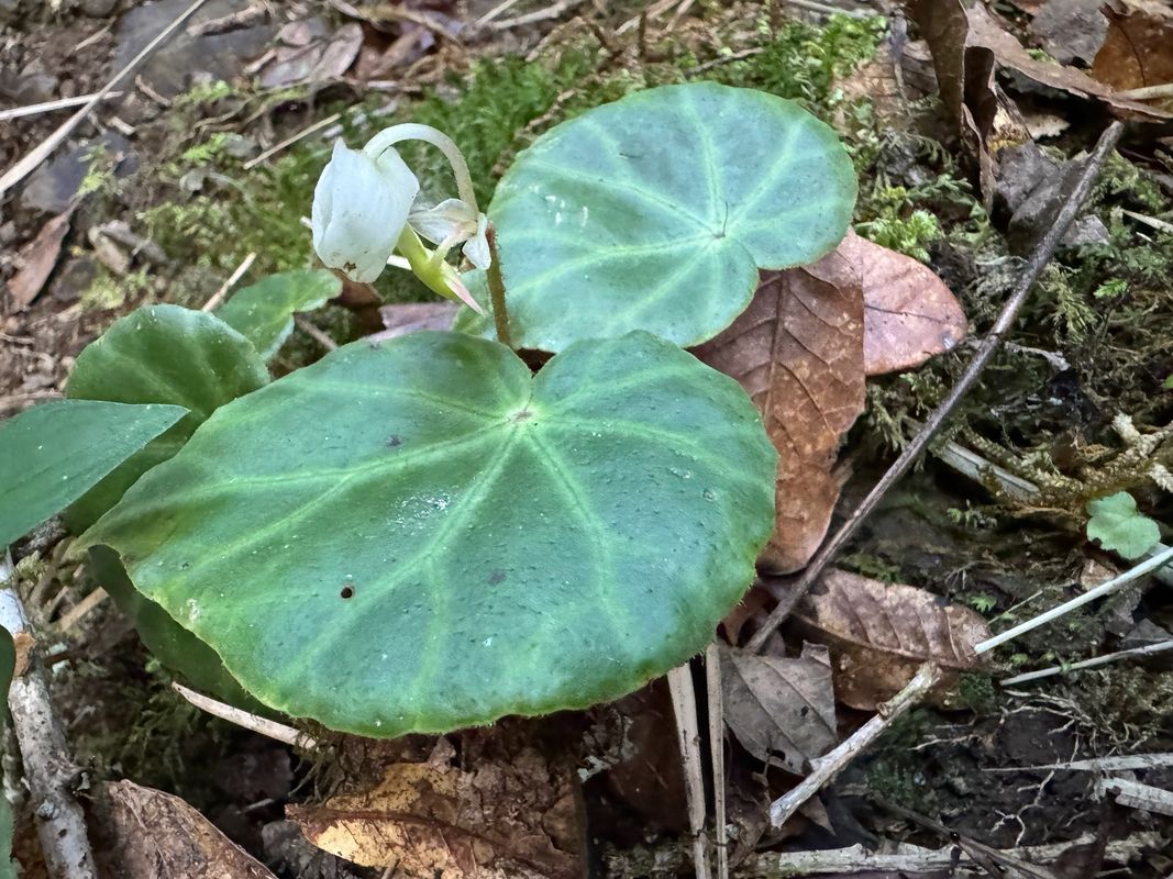 B. vestita
