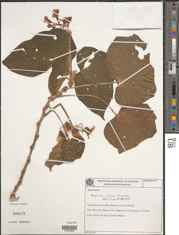 B. vicina