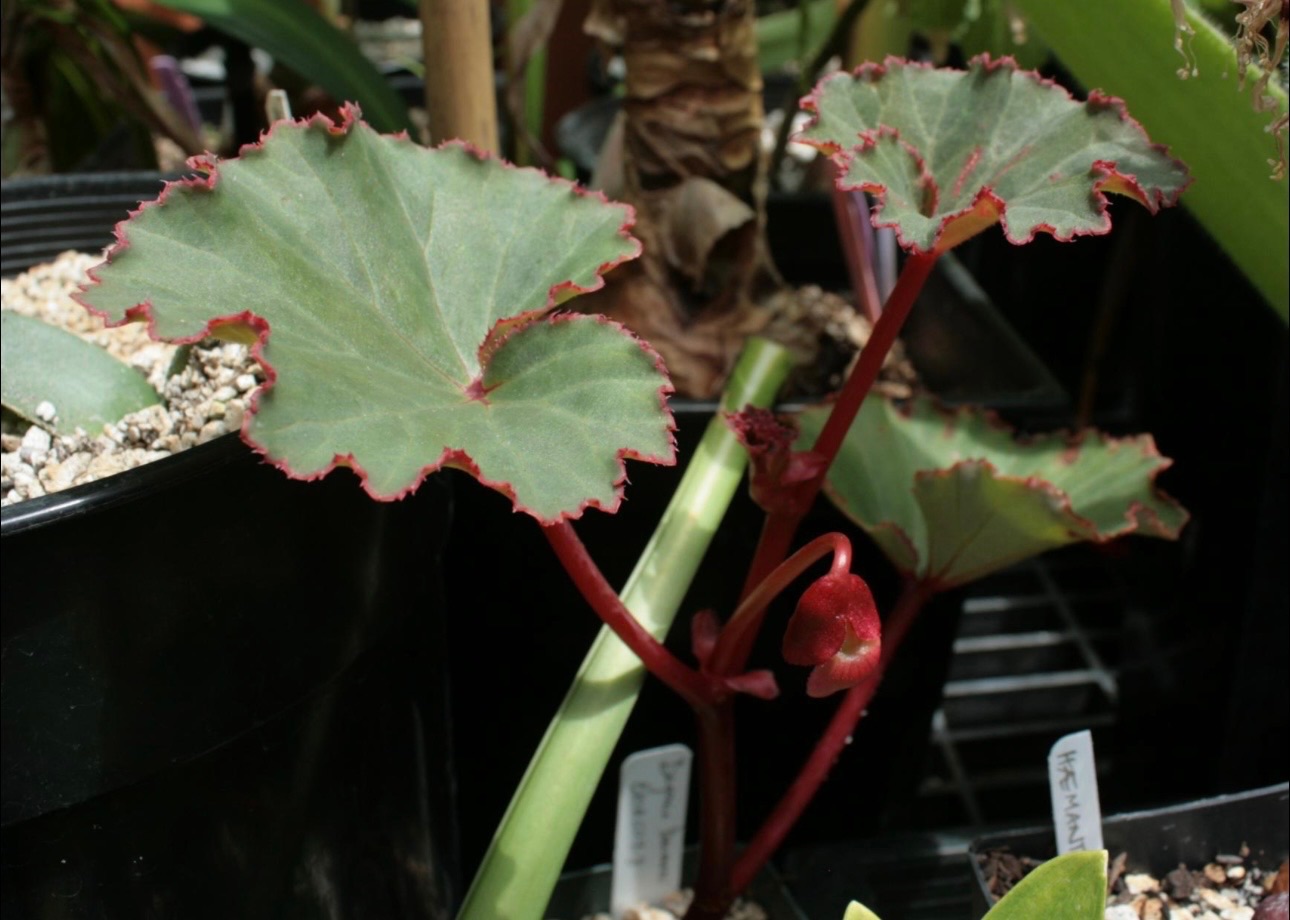B. baumannii