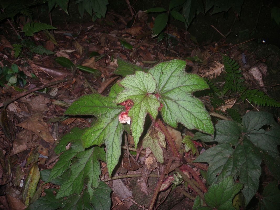 B. baviensis