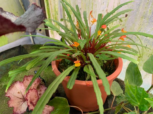 B. vittariifolia