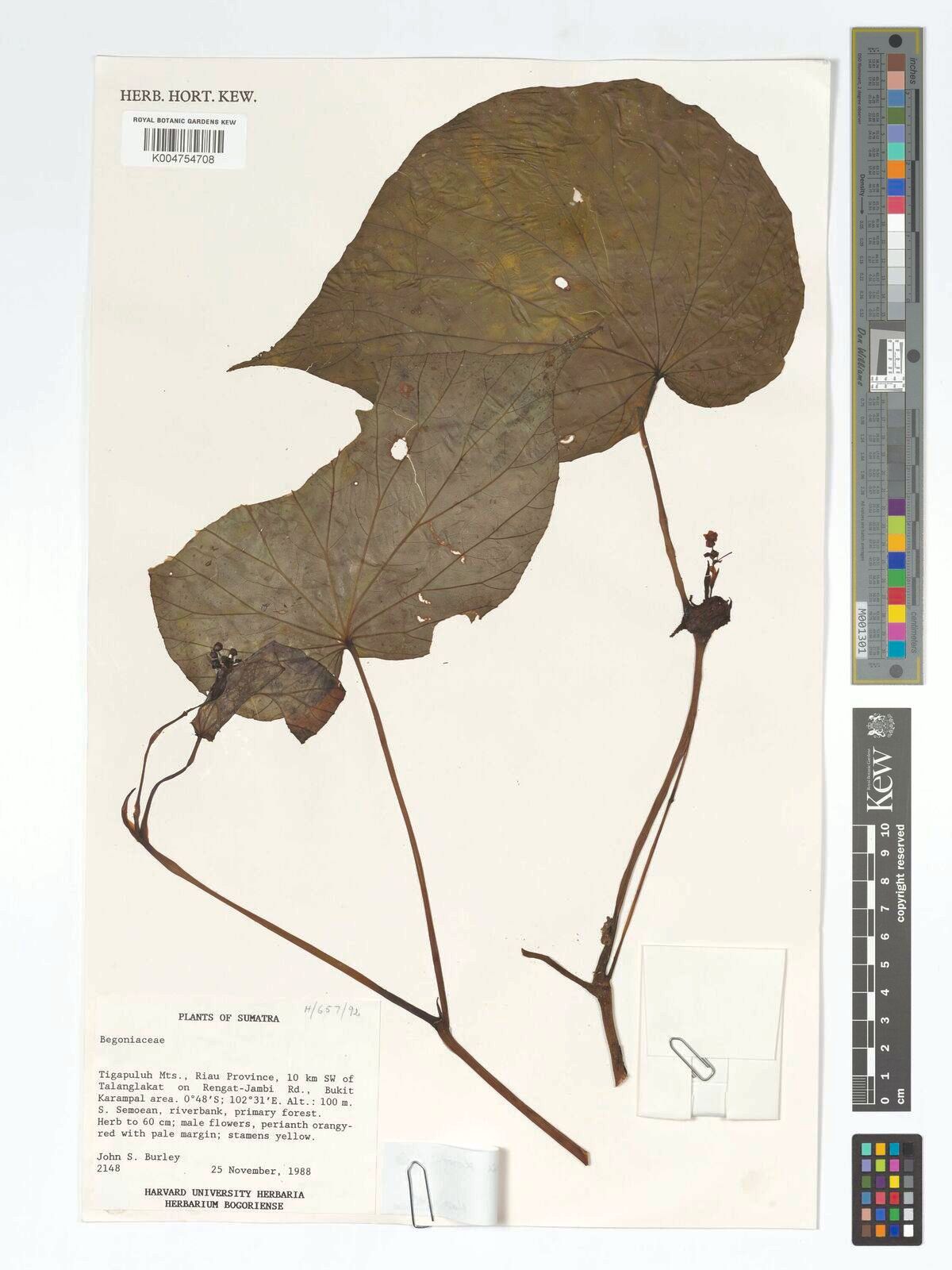 B. vuijckii