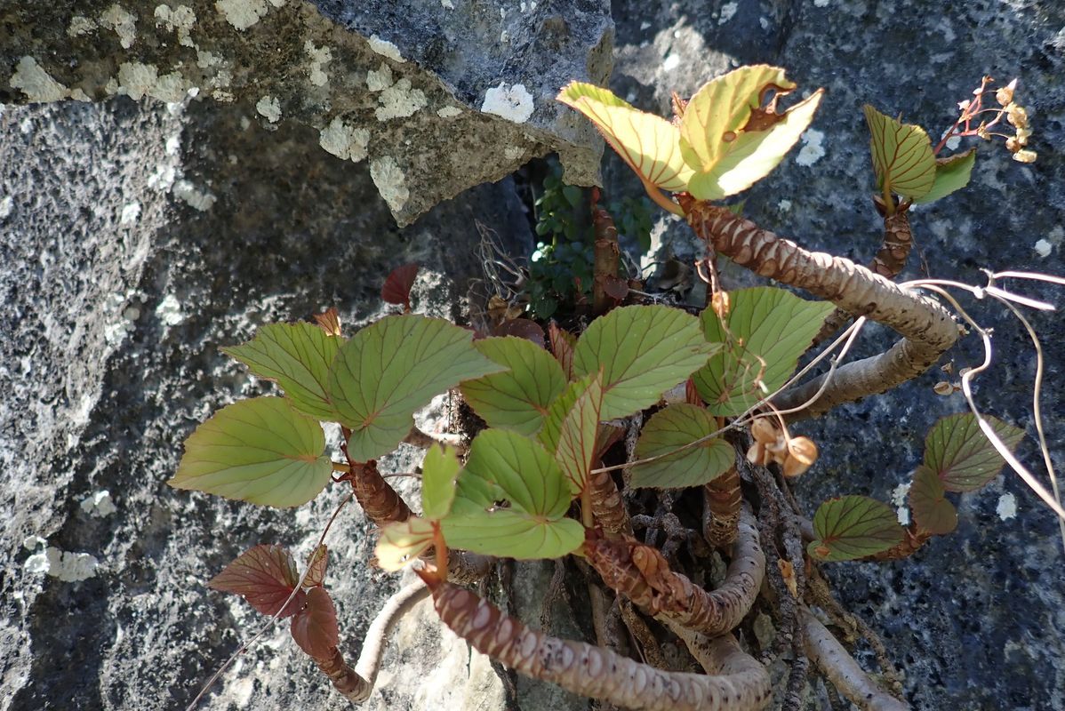 B. wadei
