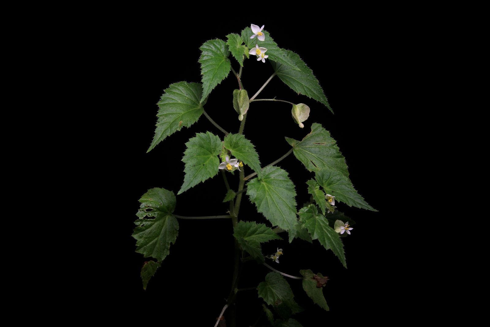 B. wallichiana
