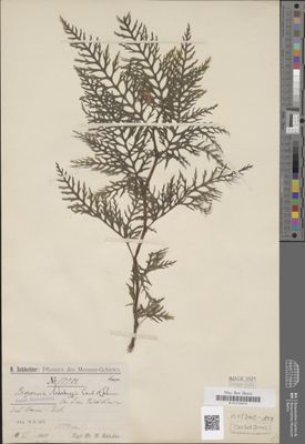 B. warburgii