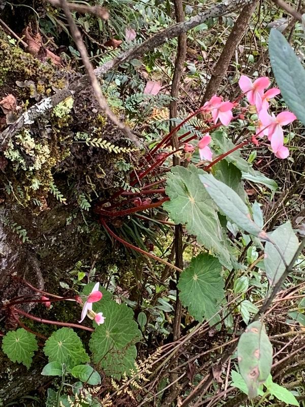 B. weberbaueri