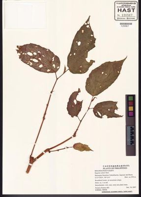 B. weberi