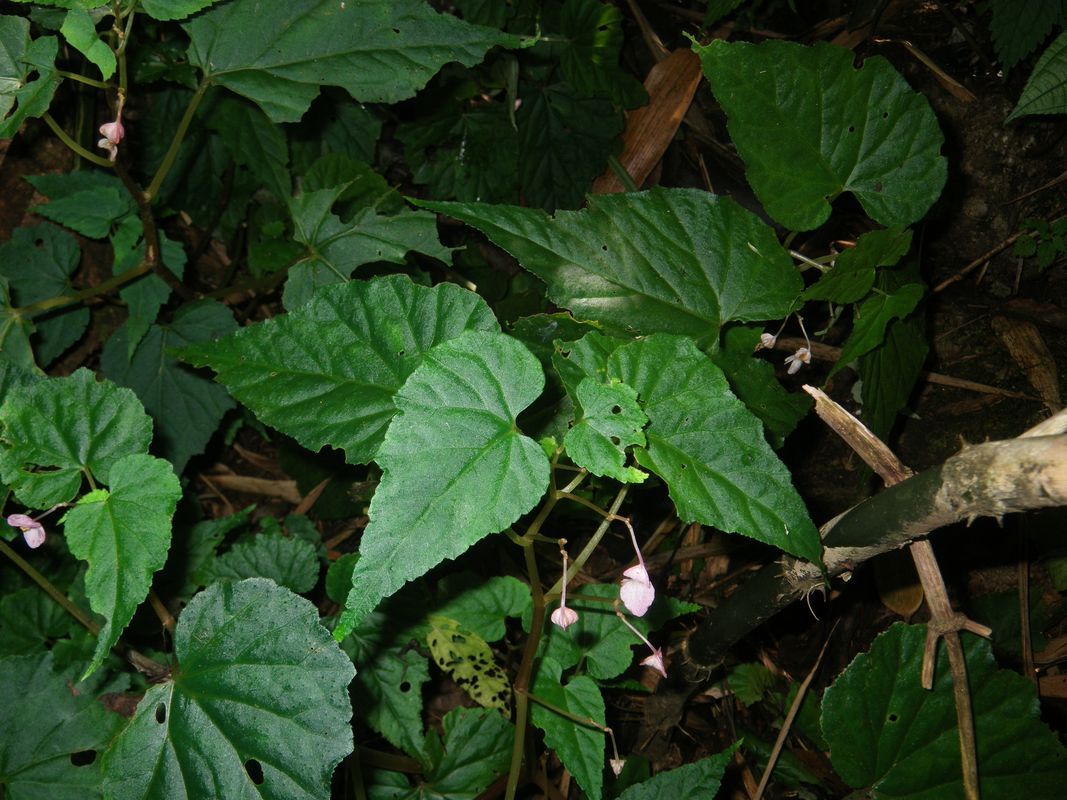 B. wenshanensis
