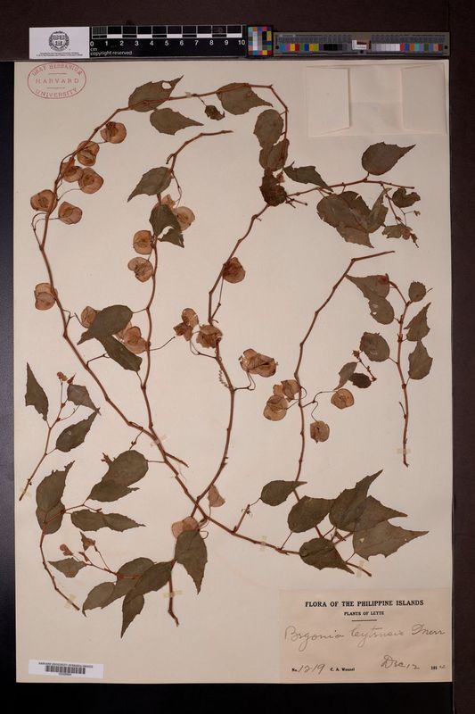 B. wenzelii