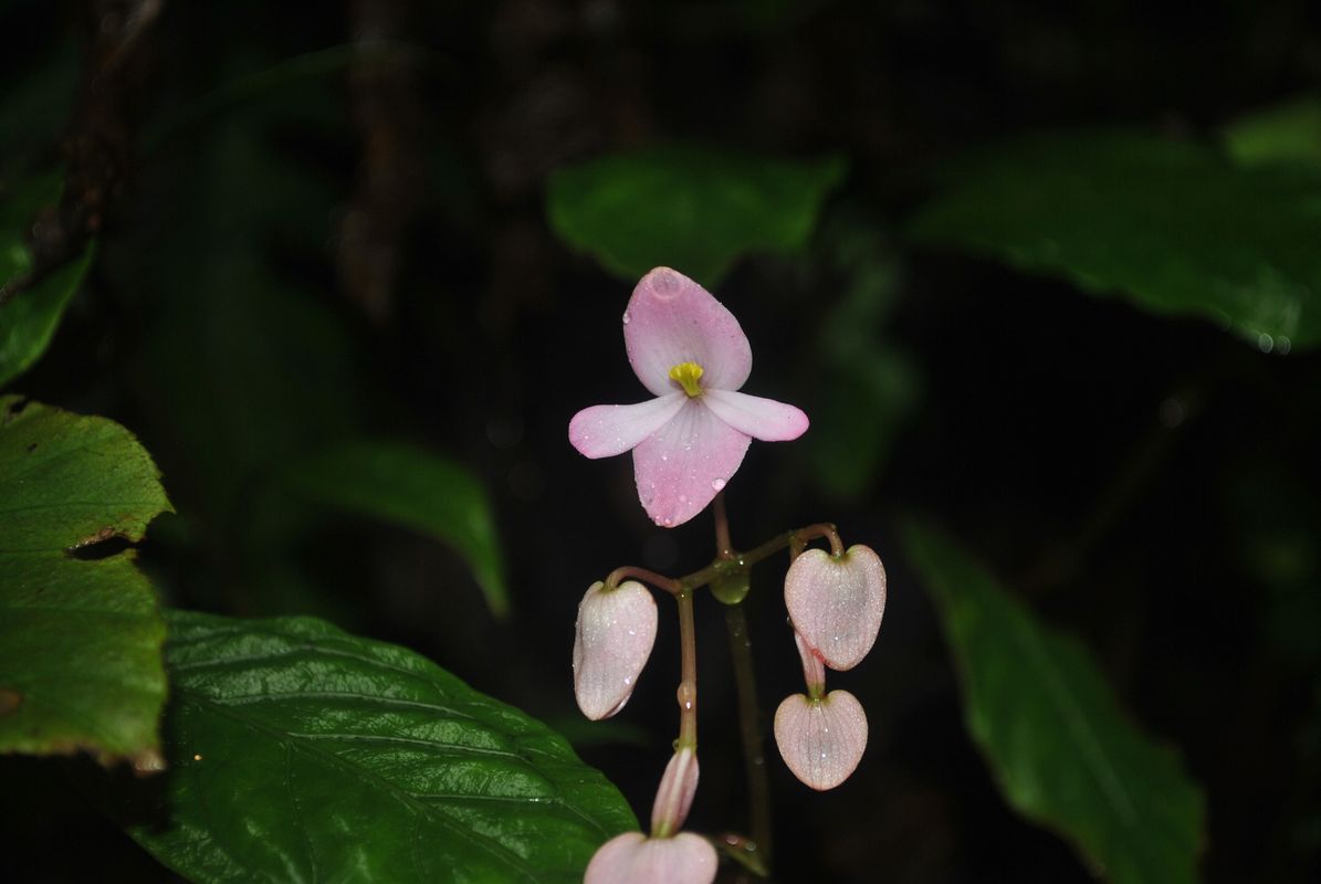 B. wilsonii