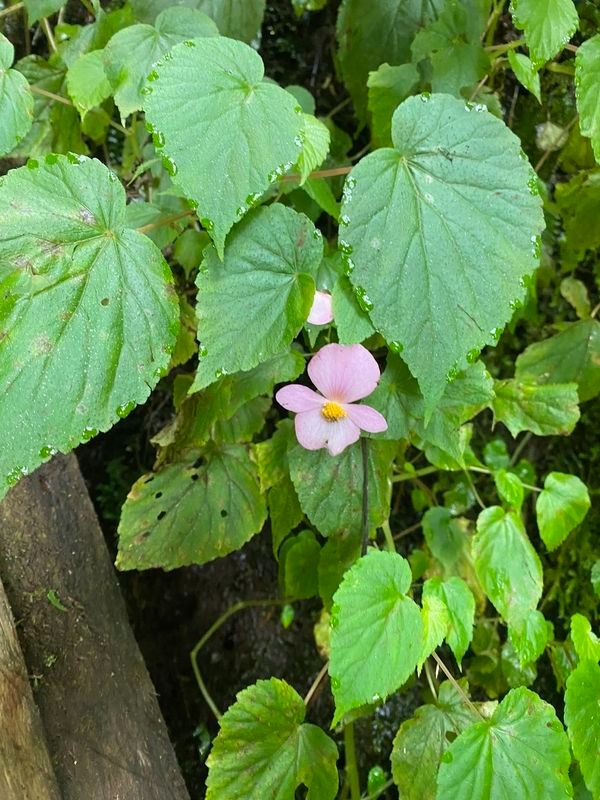 B. wollastonii