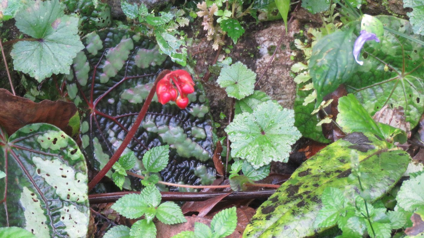 B. xanthina