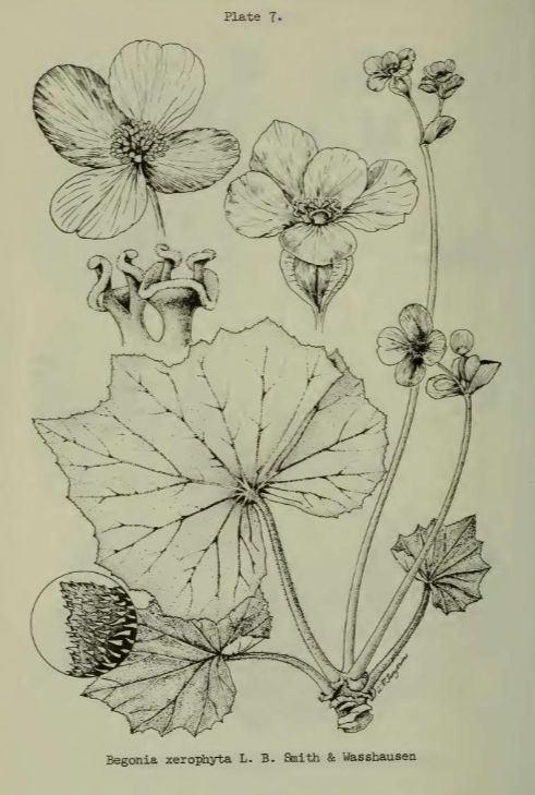 B. xerophyta