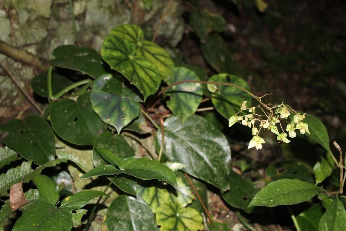B. xilitlensis
