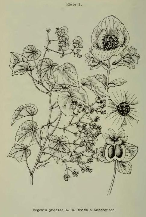 B. ynesiae