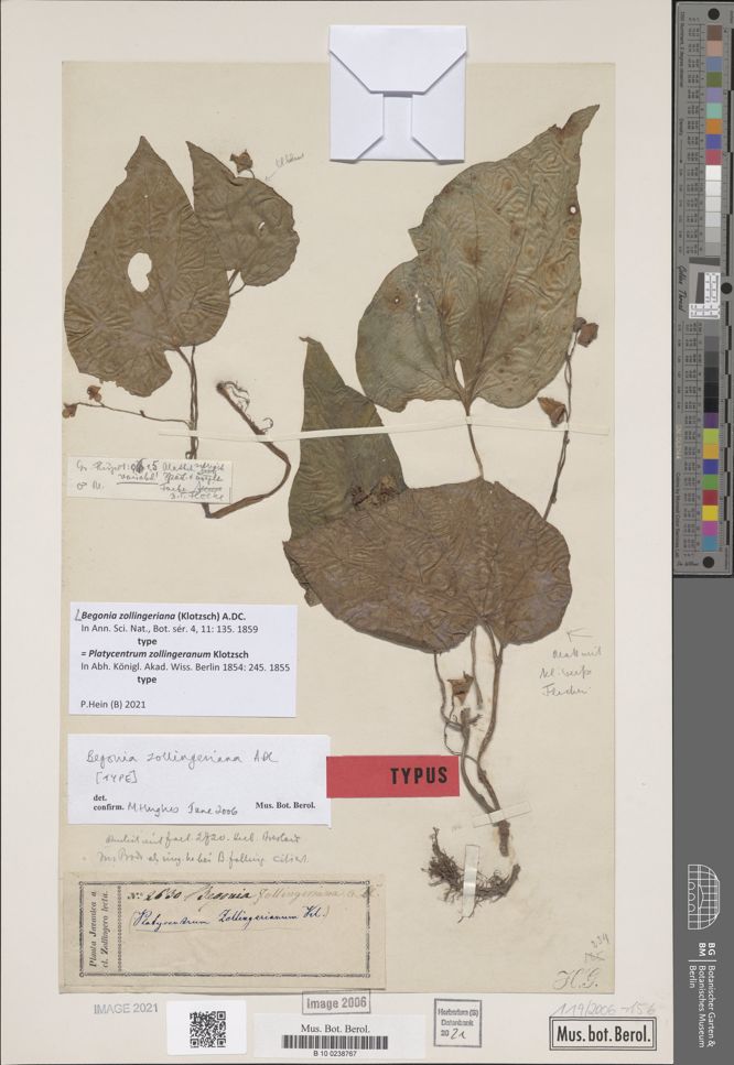 B. zollingeriana