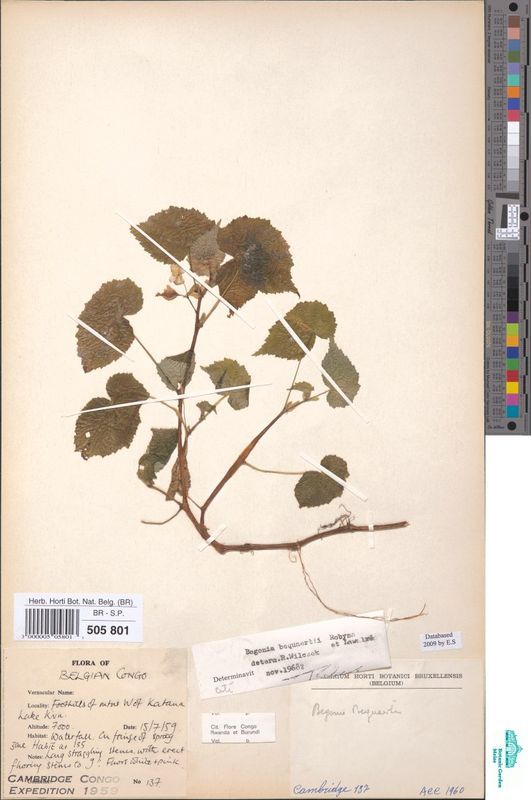 B. bequaertii