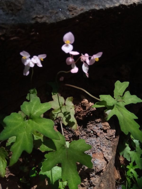 B. bernieri