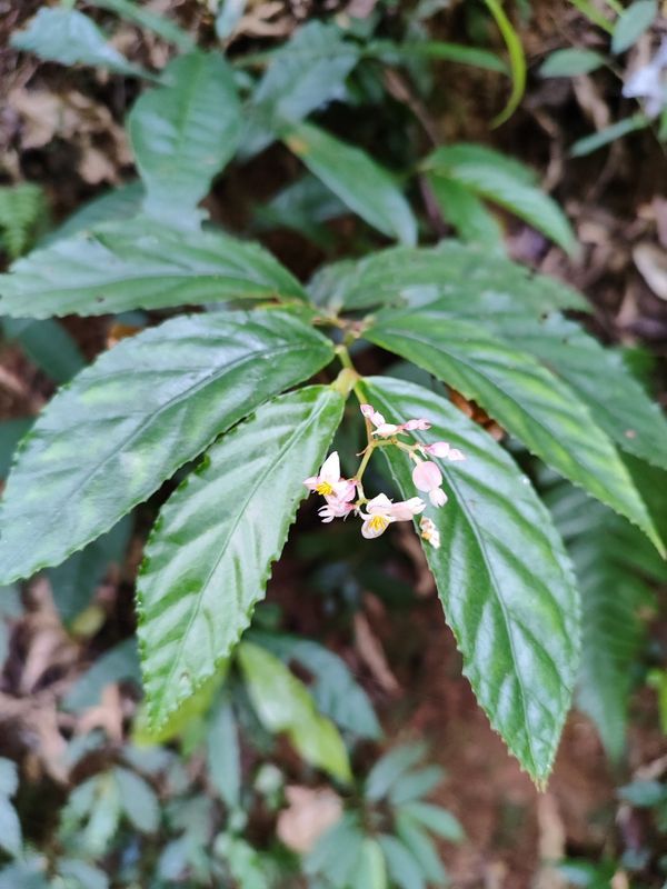 B. bidentata var. bidentata
