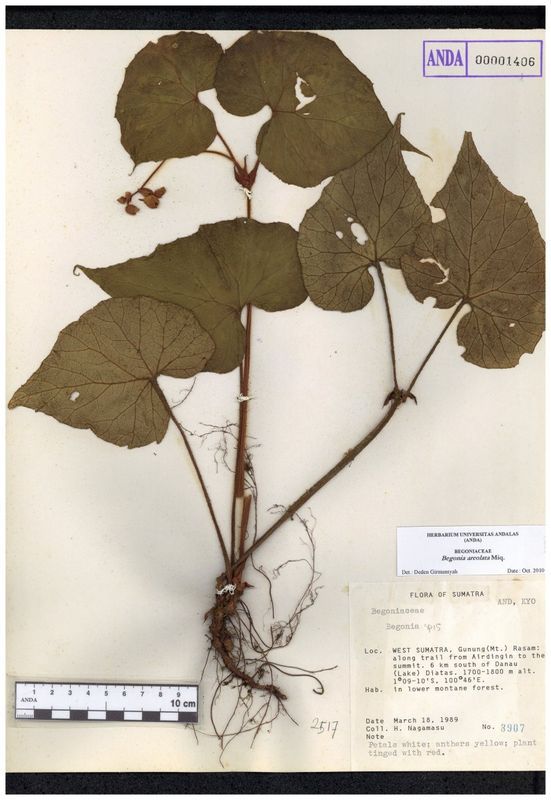 B. bifolia
