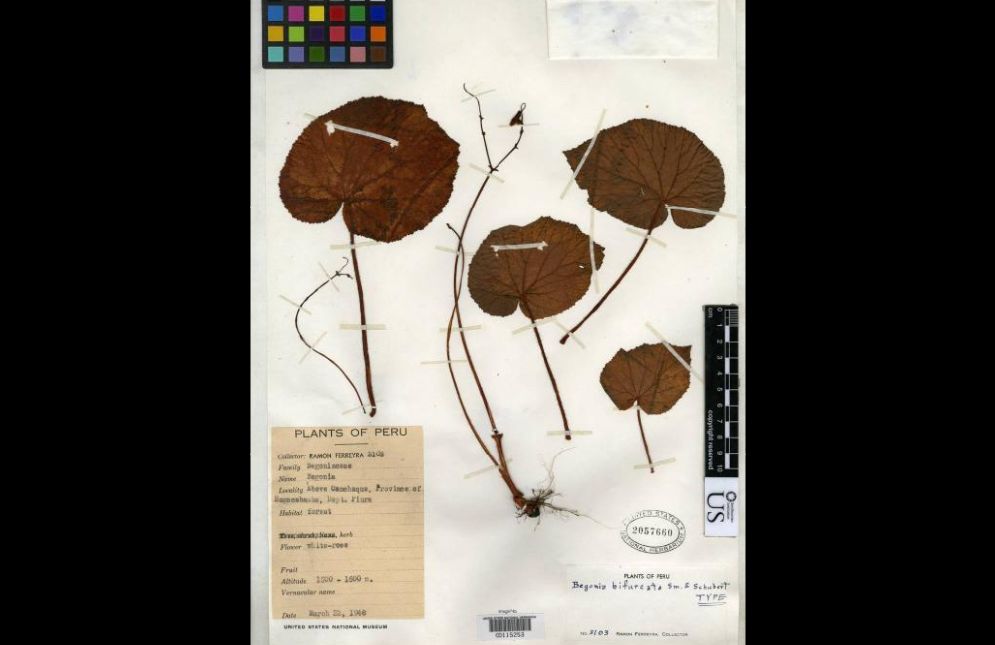 B. bifurcata