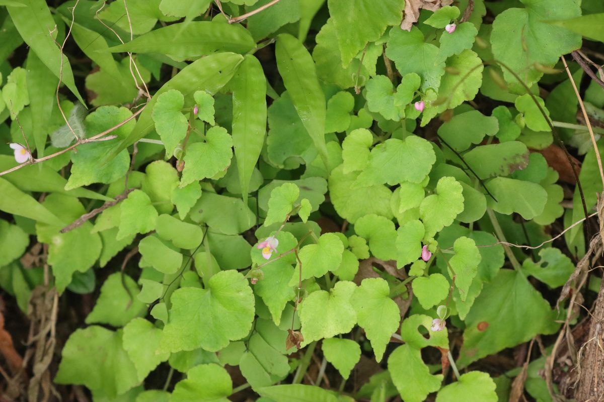B. wakefieldii f. dentatiloba