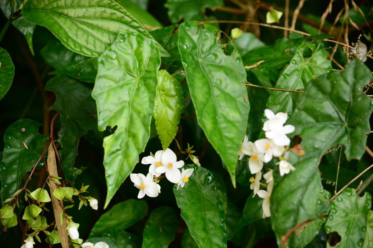 B. biguassuensis