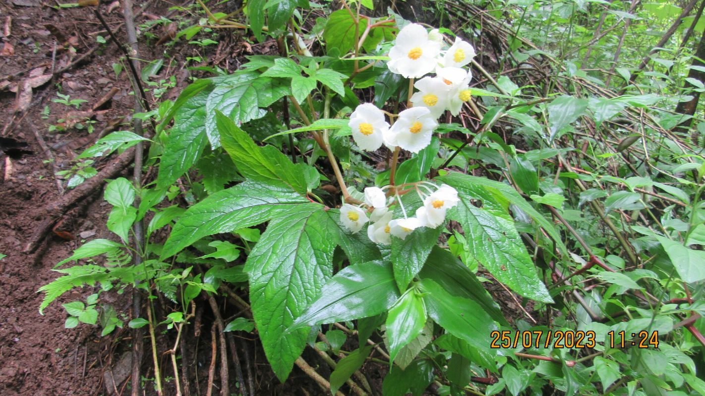 B. biserrata