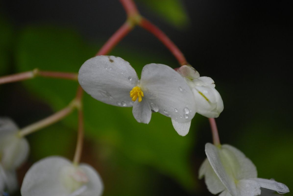 B. bissei