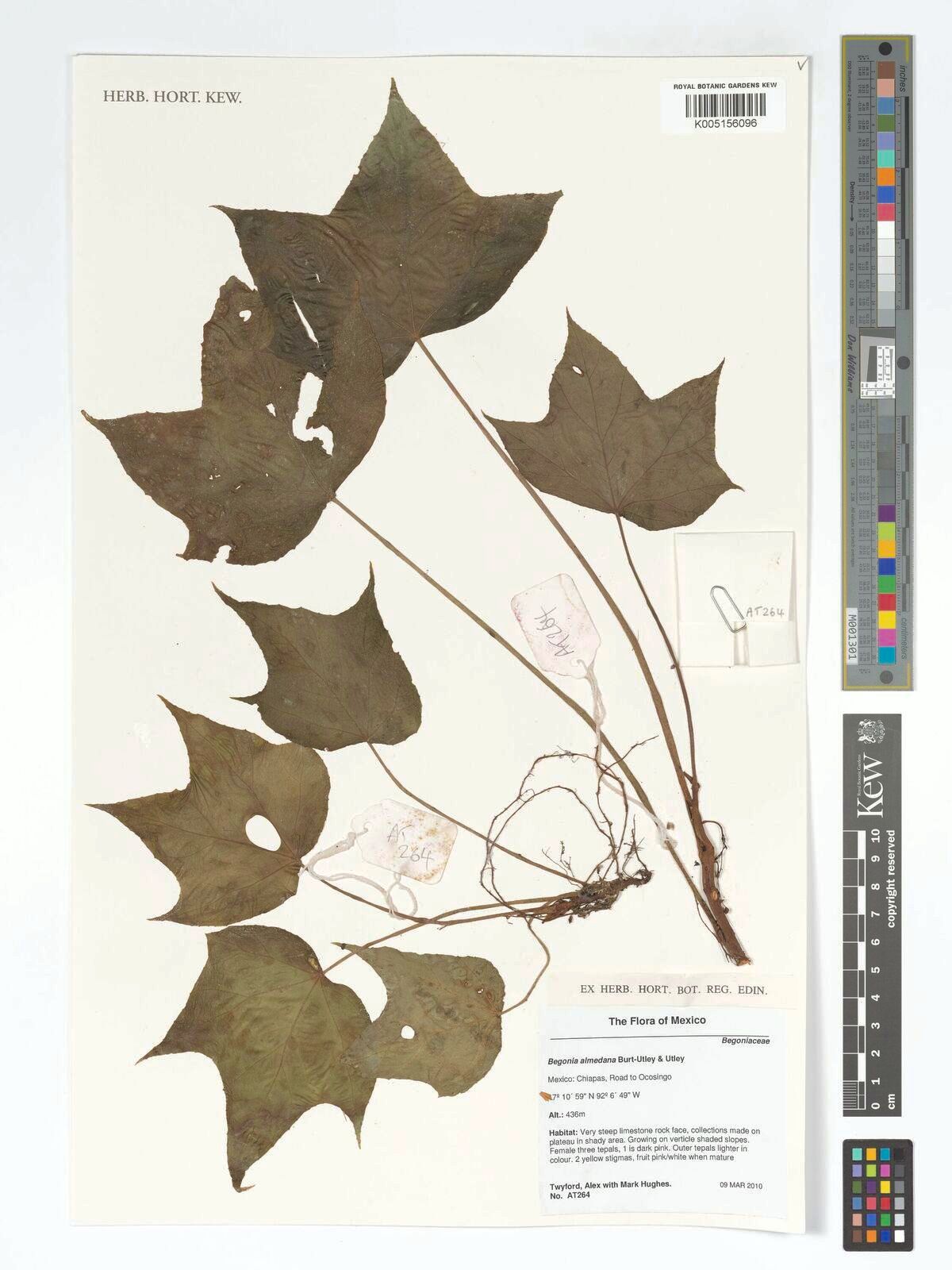 B. almedana