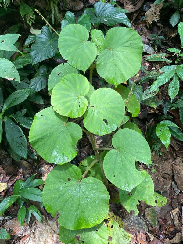 B. awongii