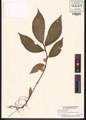 B. berhamanii
