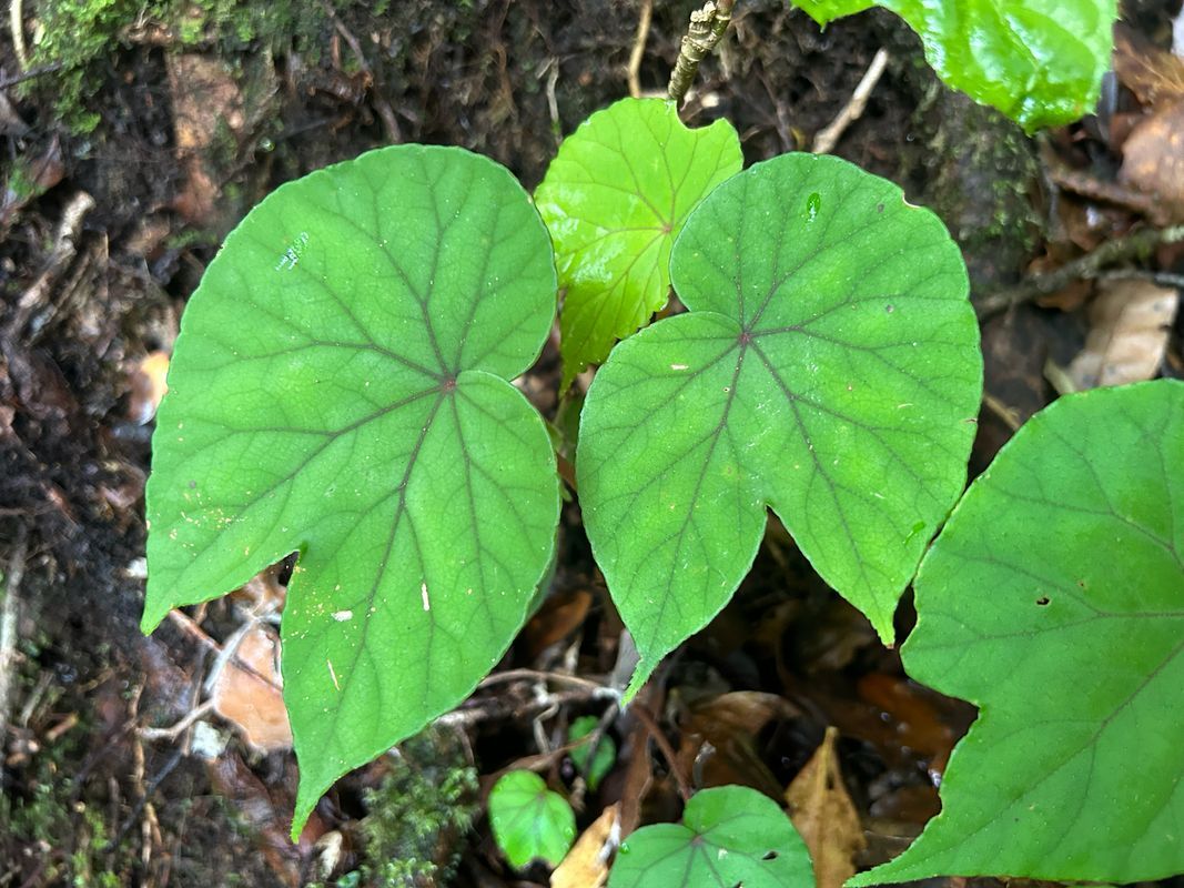 B. broussonetiifolia