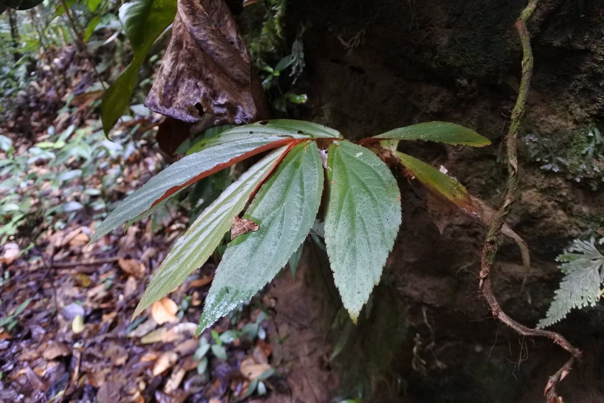 B. bruneiana
