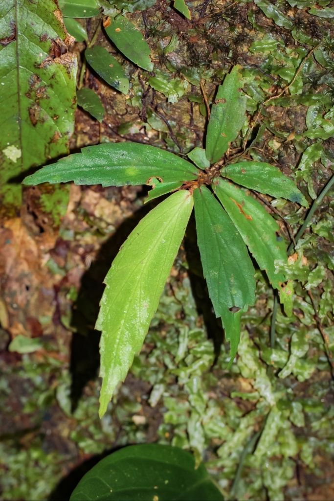 B. cyanescens