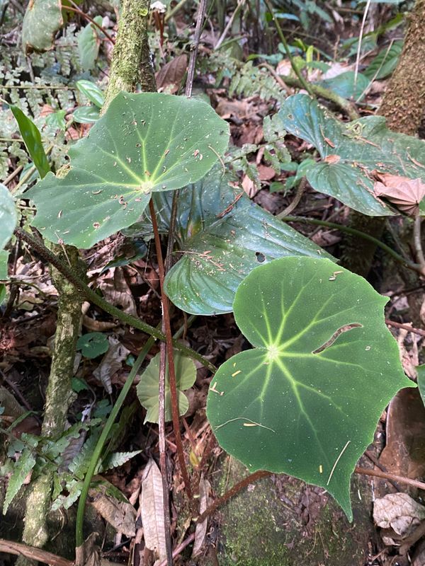 B. pinheironis