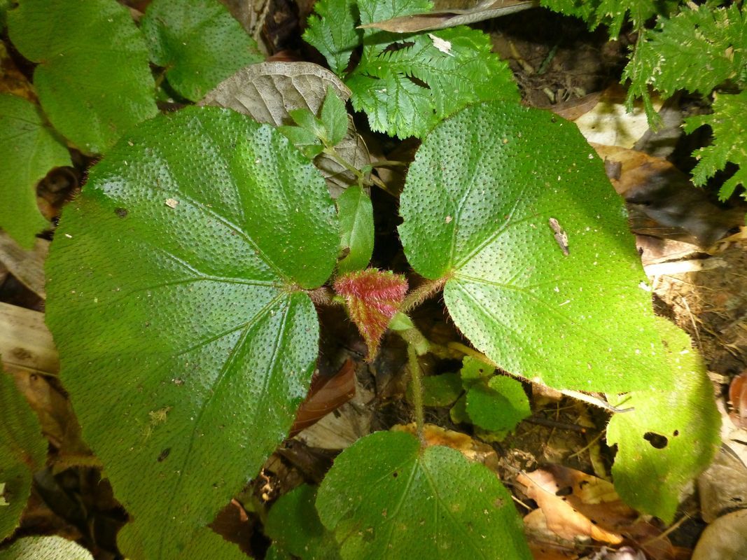 B. postarii