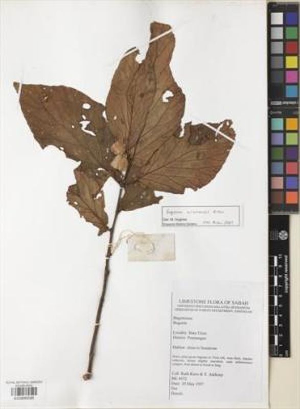 B. urunensis