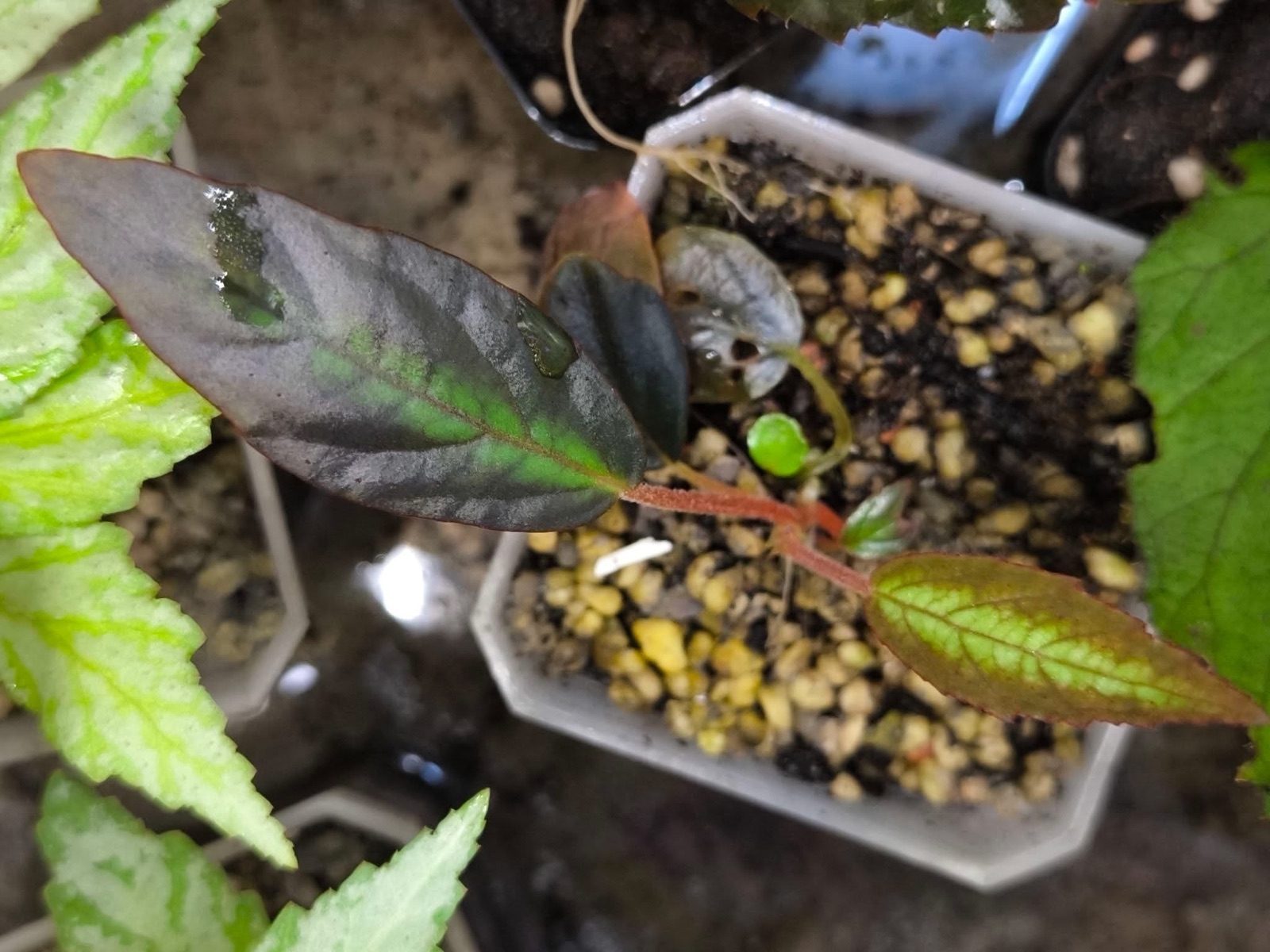 B. yingjiangensis