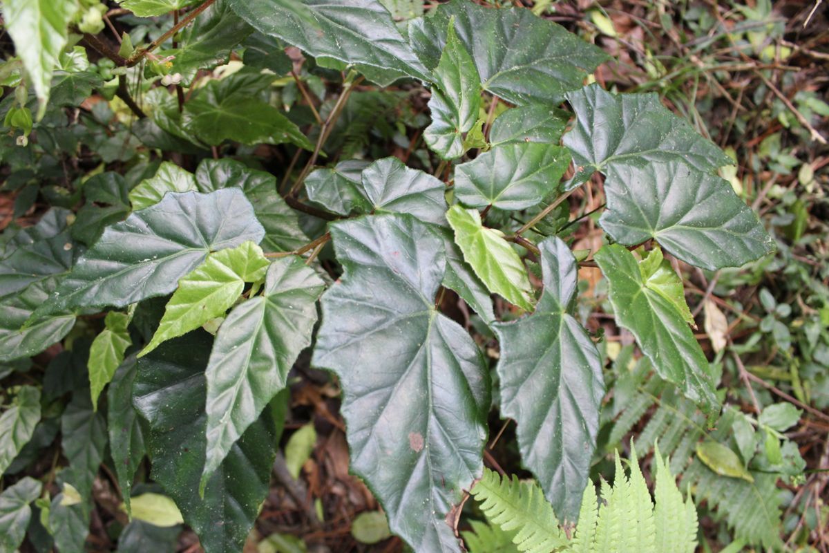 B. yunckeri