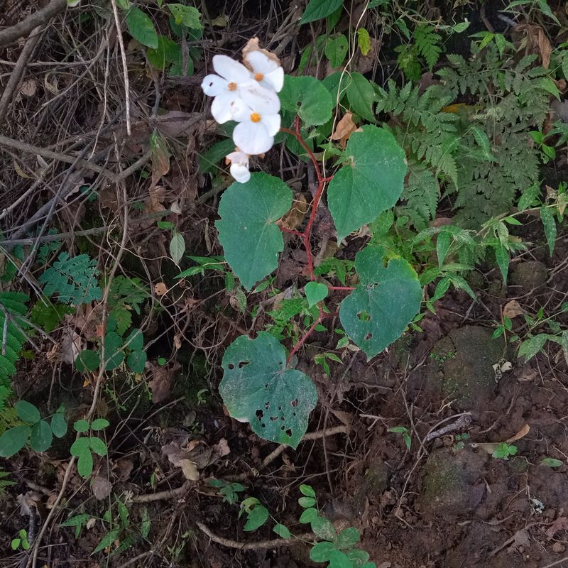 B. boissieri