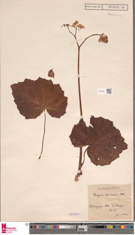 B. boiviniana