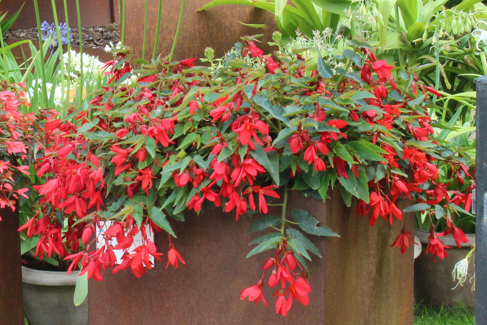 B. boliviensis var. boliviensis