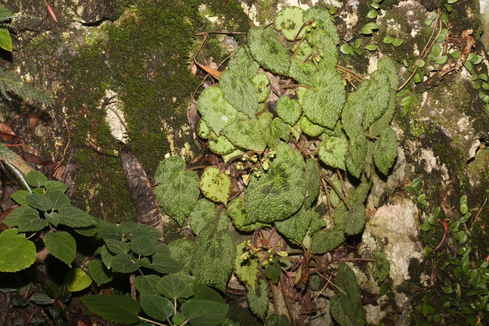 B. bonii