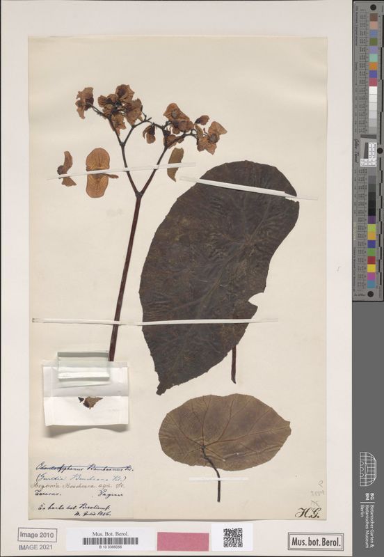 B. boucheana