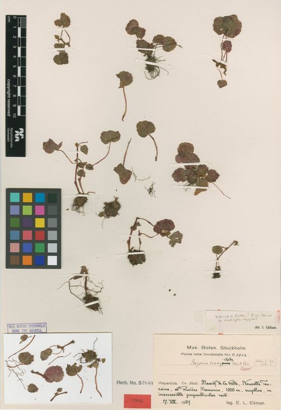 B. brachyclada