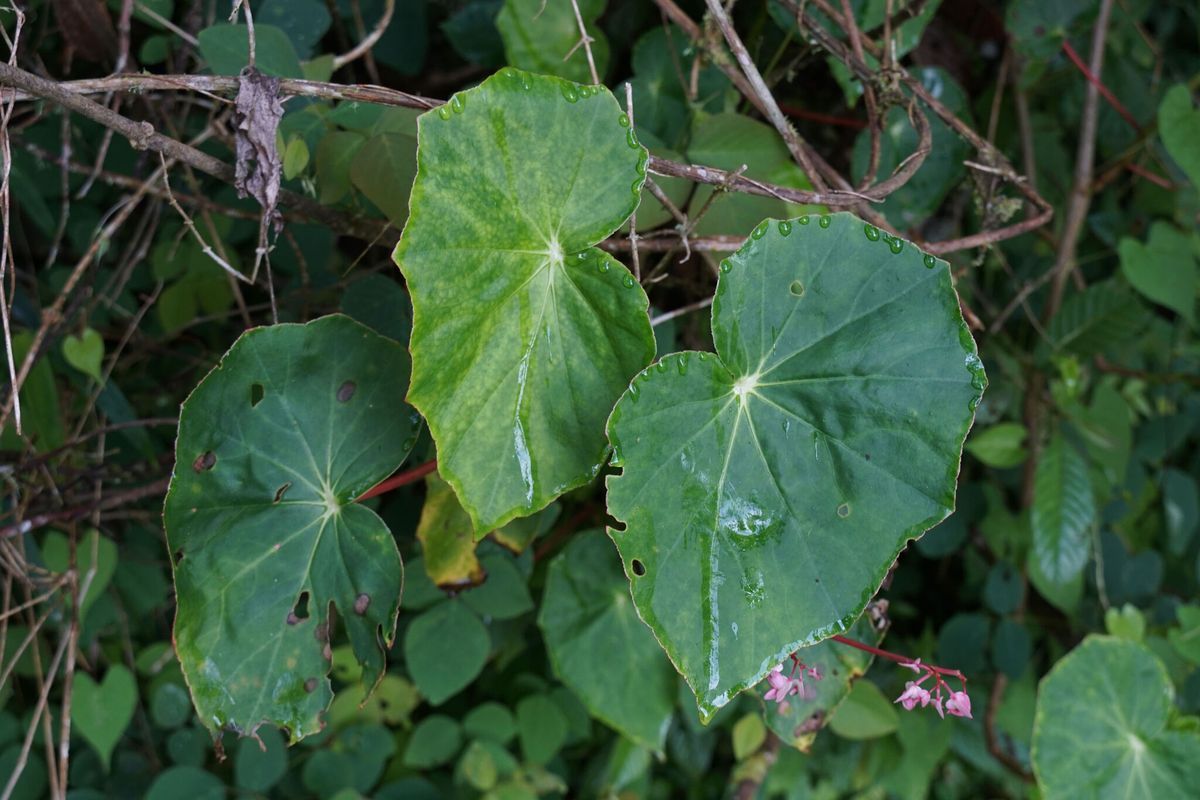 B. bracteosa