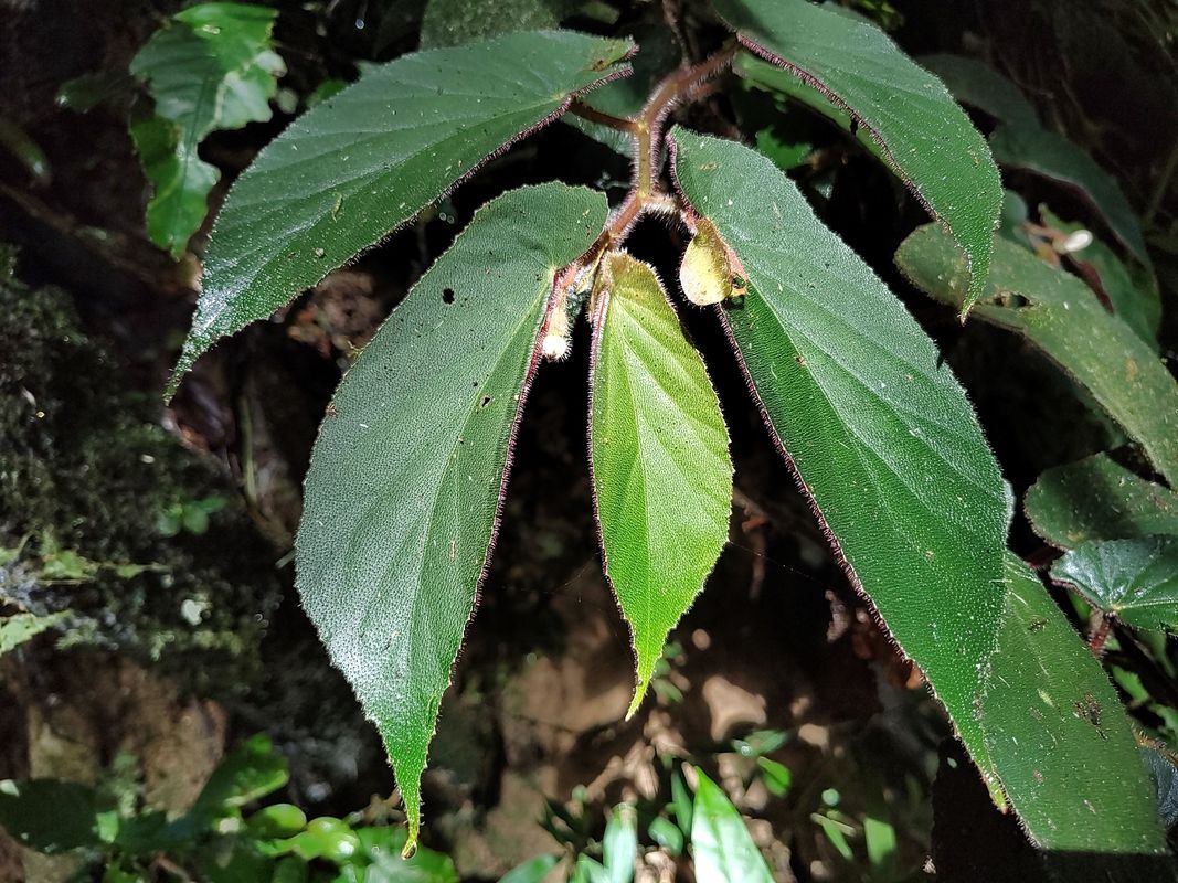 B. bradei