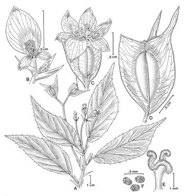 B. brandbygeana